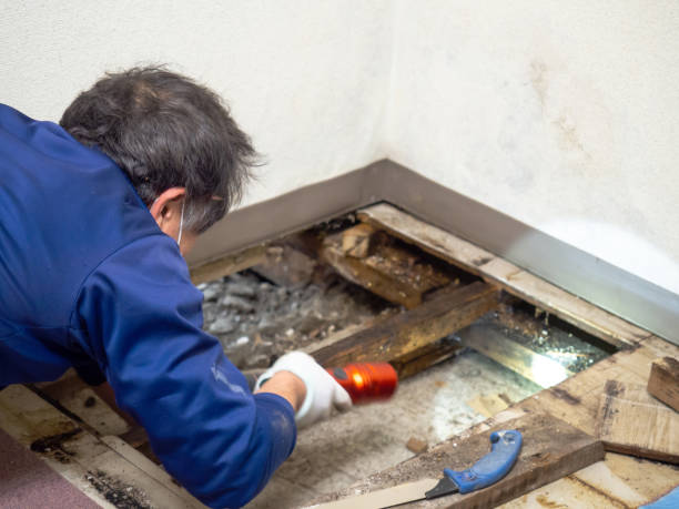 Best Home Mold Removal  in Montgomery, OH