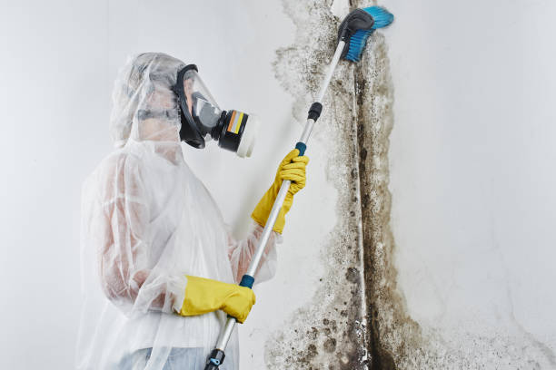 Best Mold Removal Company Near Me  in Montgomery, OH