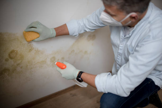 Best Certified Mold Removal  in Montgomery, OH