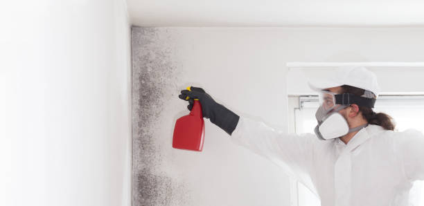 Best Fast Mold Removal  in Montgomery, OH