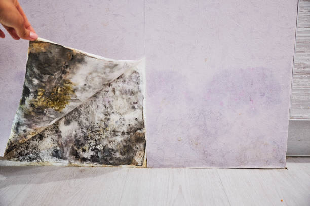 Best Professional Mold Removal  in Montgomery, OH